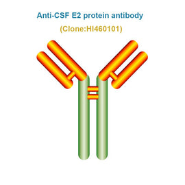 Anti Classical swine fever (CSF) E2 protein antibody
