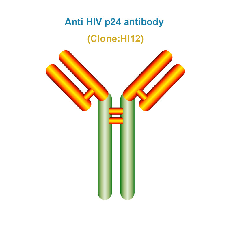 Anti HIV p24 antibody