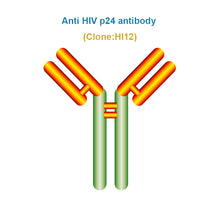 Load image into Gallery viewer, Anti HIV p24 antibody
