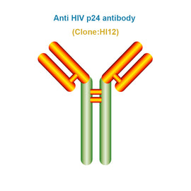 Anti HIV p24 antibody
