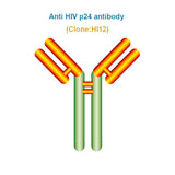 Anti HIV p24 antibody