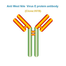 Load image into Gallery viewer, Anti West Nile Virus E protein antibody, Clone HI19