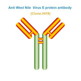 Anti West Nile Virus E protein antibody, Clone HI19