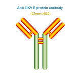 Anti ZIKV E protein antibody, Clone HI20