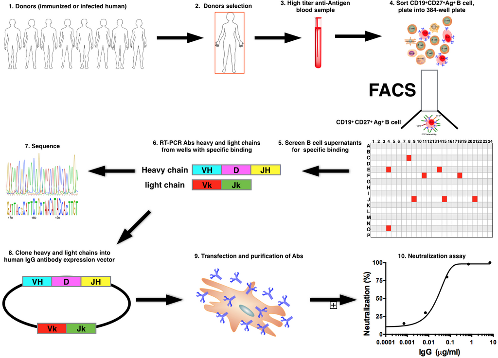 3T3-msCD40L Cell Lines