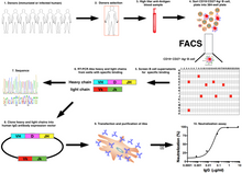 Load image into Gallery viewer, 3T3-msCD40L Cell Lines