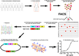 CD40L Expressing Feeder Cell Line (EL-4-5B)