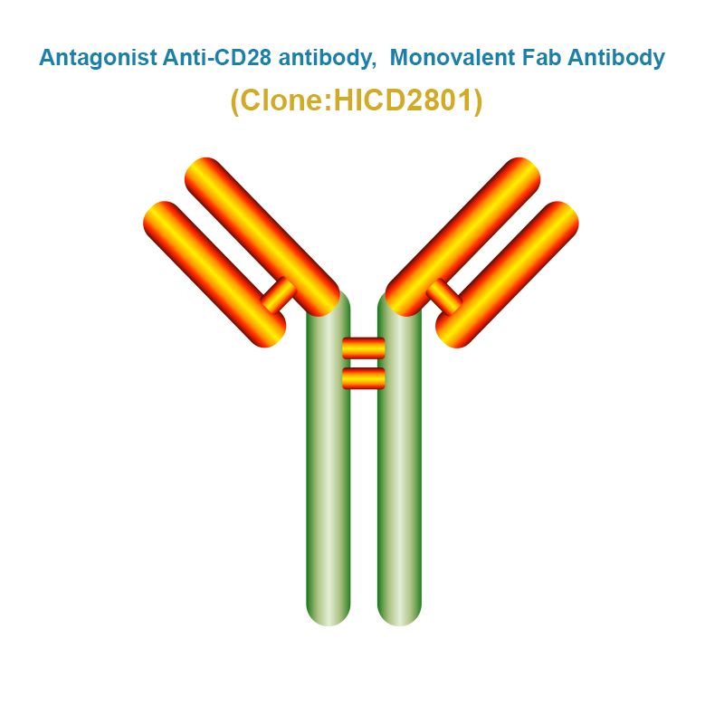 Antagonist Anti-CD28 antibody, Monovalent Fab Antibody