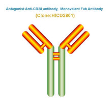 Load image into Gallery viewer, Antagonist Anti-CD28 antibody, Monovalent Fab Antibody
