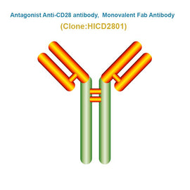 Antagonist Anti-CD28 antibody, Monovalent Fab Antibody