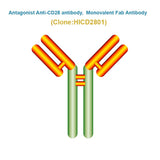 Antagonist Anti-CD28 antibody, Monovalent Fab Antibody