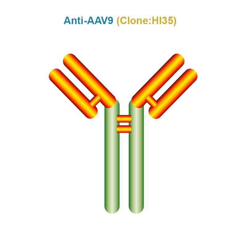 Anti AAV9 antibody, Clone HI35