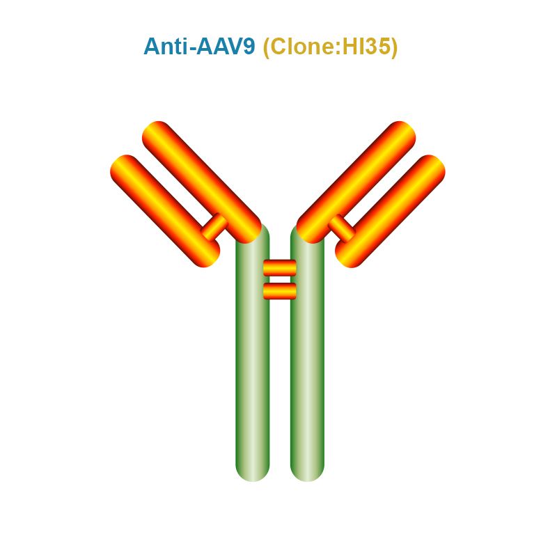 Anti AAV9 antibody, Clone HI35