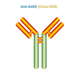Anti AAV9 antibody, Clone HI35