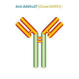 Anti AAVhu37 antibody, Clone HI3701