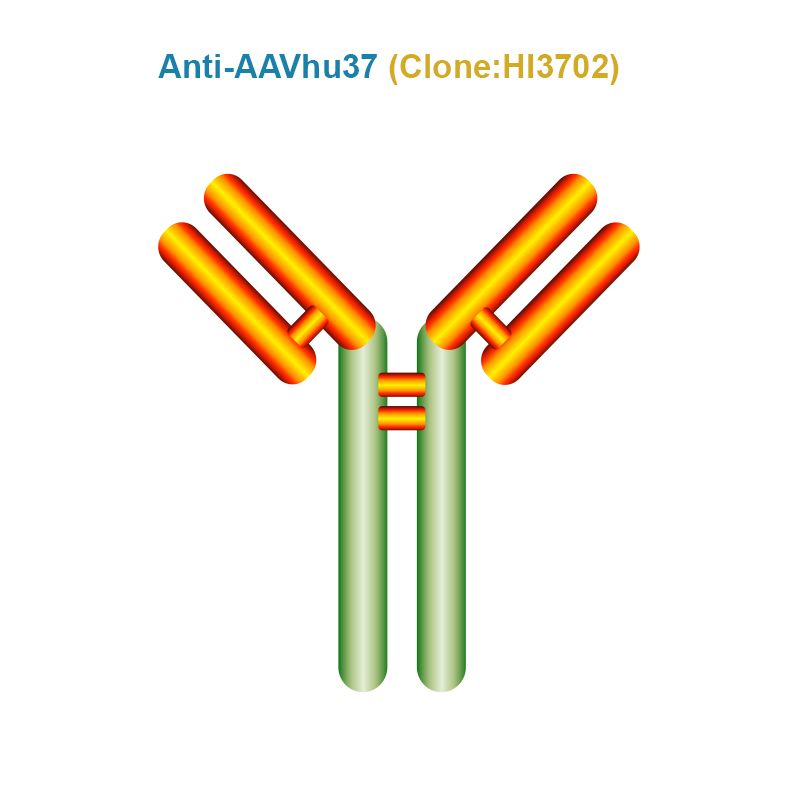 Anti AAVhu37 antibody, Clone HI3702