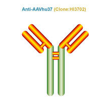 Load image into Gallery viewer, Anti AAVhu37 antibody, Clone HI3702