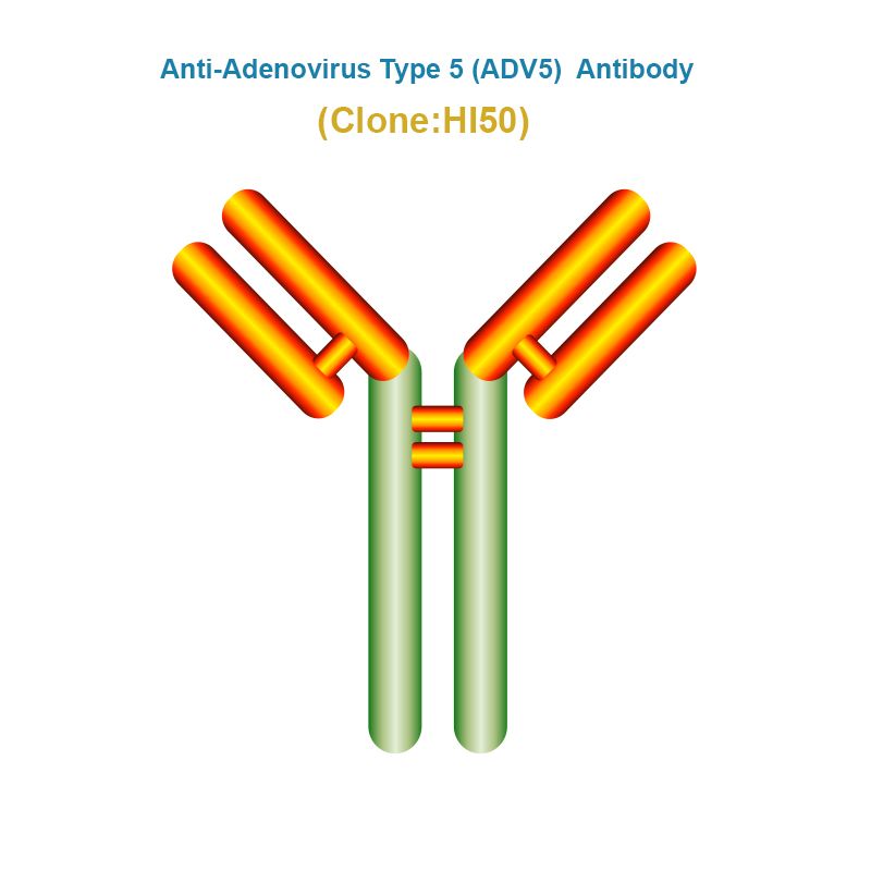 Anti-Adenovirus Type 5 (ADV5) antibody