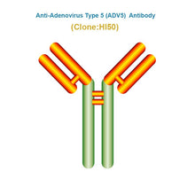 Load image into Gallery viewer, Anti-Adenovirus Type 5 (ADV5) antibody