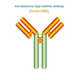 Anti-Adenovirus Type 5 (ADV5) antibody