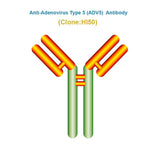 Anti-Adenovirus Type 5 (ADV5) antibody