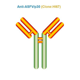 African Swine Fever Virus (ASFV) p30 Monoclonal Antibody