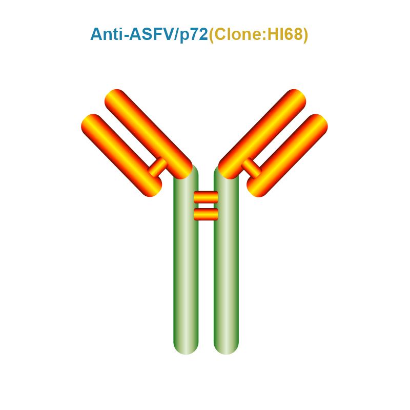 African Swine Fever Virus (ASFV) p72 Monoclonal Antibody