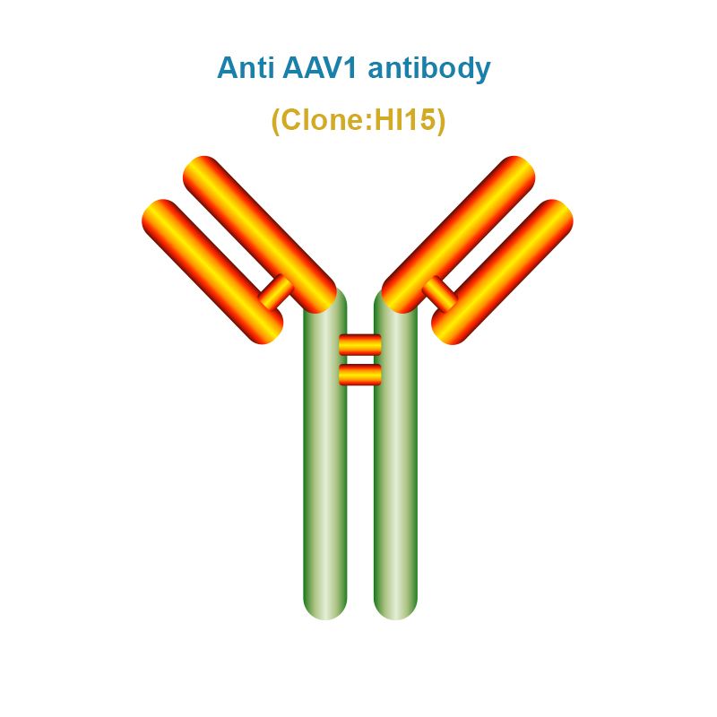 Anti AAV1 antibody, Clone HI15