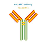 Anti AAV1 antibody, Clone HI15