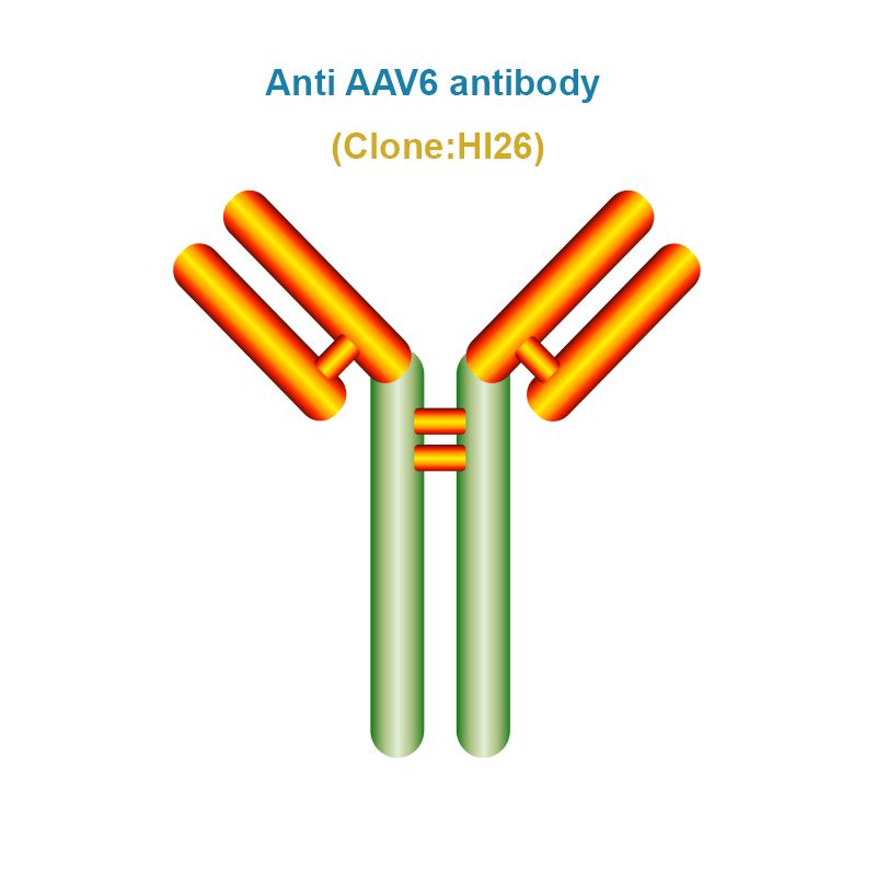 Anti AAV6 antibody, Clone HI26