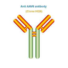 Load image into Gallery viewer, Anti AAV6 antibody, Clone HI26