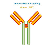Load image into Gallery viewer, Anti AAV8+AAV9 antibody, Clone HI167