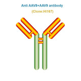 Anti AAV8+AAV9 antibody, Clone HI167