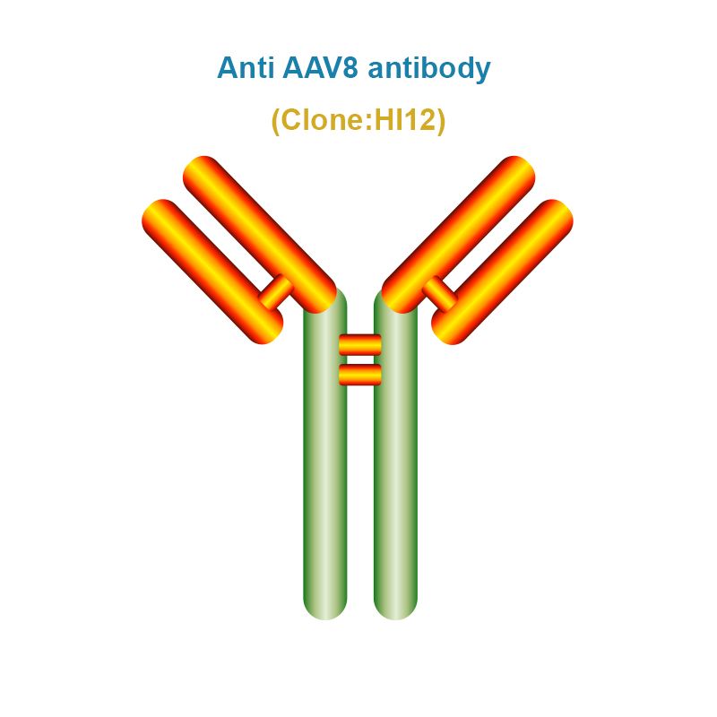 Anti AAV8 antibody, Clone HI12