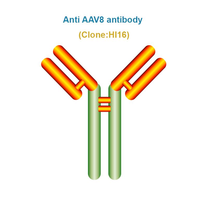 Anti AAV8 antibody, Clone HI16