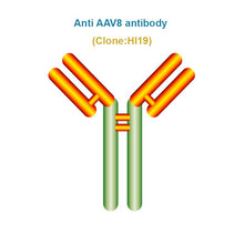 Load image into Gallery viewer, Anti AAV8 antibody, Clone HI19