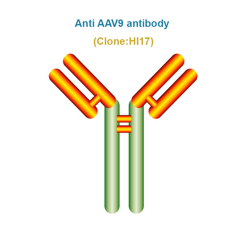 Anti AAV9 antibody, Clone HI17