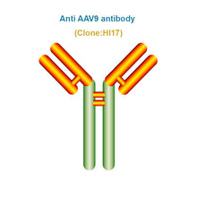 Load image into Gallery viewer, Anti AAV9 antibody, Clone HI17