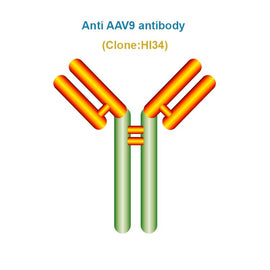 Anti AAV9 antibody, Clone HI34