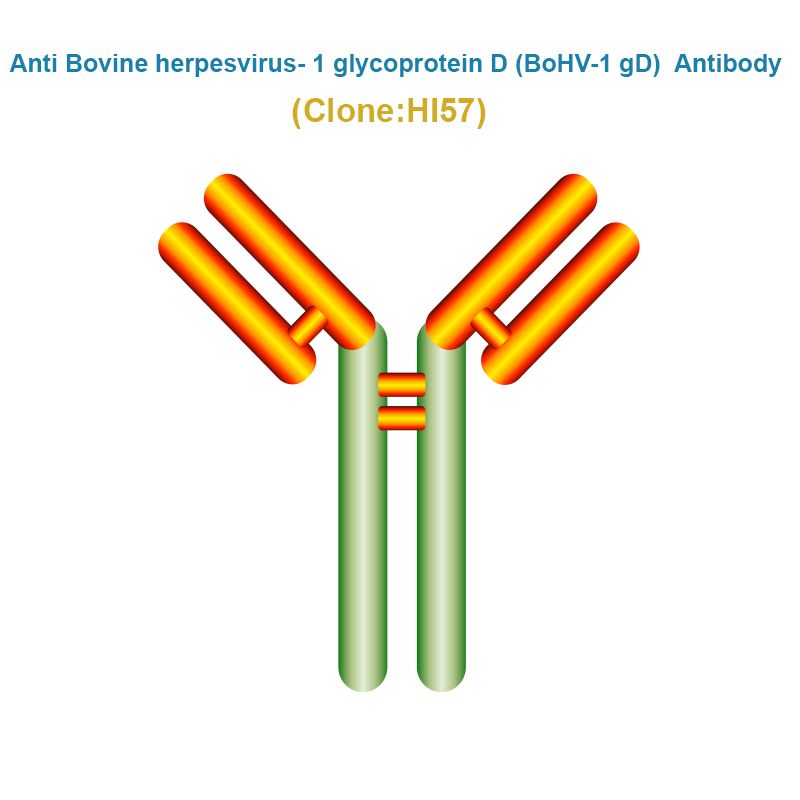 Anti Bovine herpesvirus- 1 glycoprotein D (BoHV-1 gD) Antibody