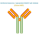 Anti Bovine herpesvirus- 1 glycoprotein D (BoHV-1 gD) Antibody