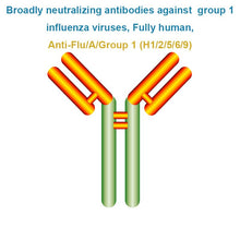 Load image into Gallery viewer, Broadly neutralizing antibodies against group 1 influenza viruses, Fully human, Anti-Flu/A/Group 1 (H1/2/5/6/9)