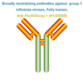 Broadly neutralizing antibodies against group 1 influenza viruses, Fully human, Anti-Flu/A/Group 1 (H1/2/5/6/9)