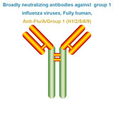 Broadly neutralizing antibodies against group 1 influenza viruses, Fully human, Anti-Flu/A/Group 1 (H1/2/5/6/9)