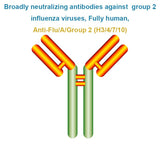 Broadly neutralizing antibodies against group 1 influenza viruses, Fully human, Anti-Flu/A/Group 2 (H3/4/7/10)