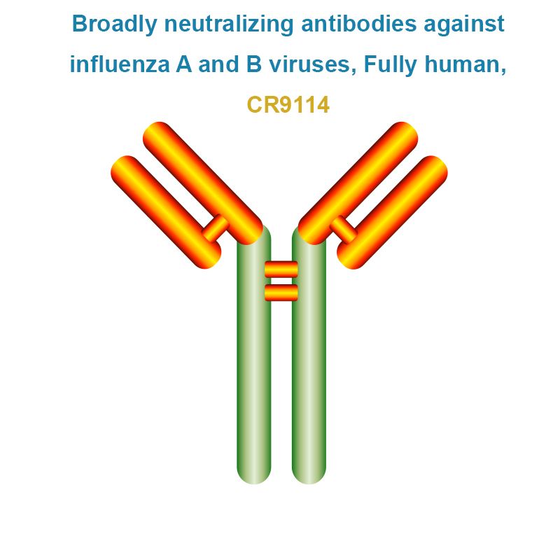Broadly neutralizing antibodies against influenza A and B viruses, Fully human, CR9114