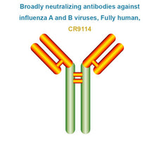 Load image into Gallery viewer, Broadly neutralizing antibodies against influenza A and B viruses, Fully human, CR9114