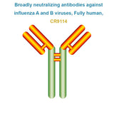 Broadly neutralizing antibodies against influenza A and B viruses, Fully human, CR9114