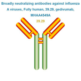 Broadly neutralizing antibodies against influenza A viruses, Fully human, 39.29, gedivumab, MHAA4549A