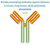 Broadly neutralizing antibodies against influenza A viruses, Fully human, 39.29, gedivumab, MHAA4549A
